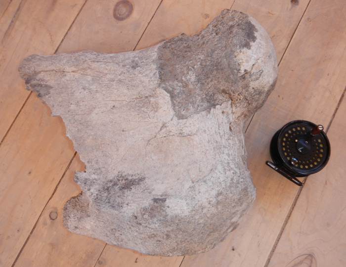 dinosaur-leg-bone-fossil-patagonia